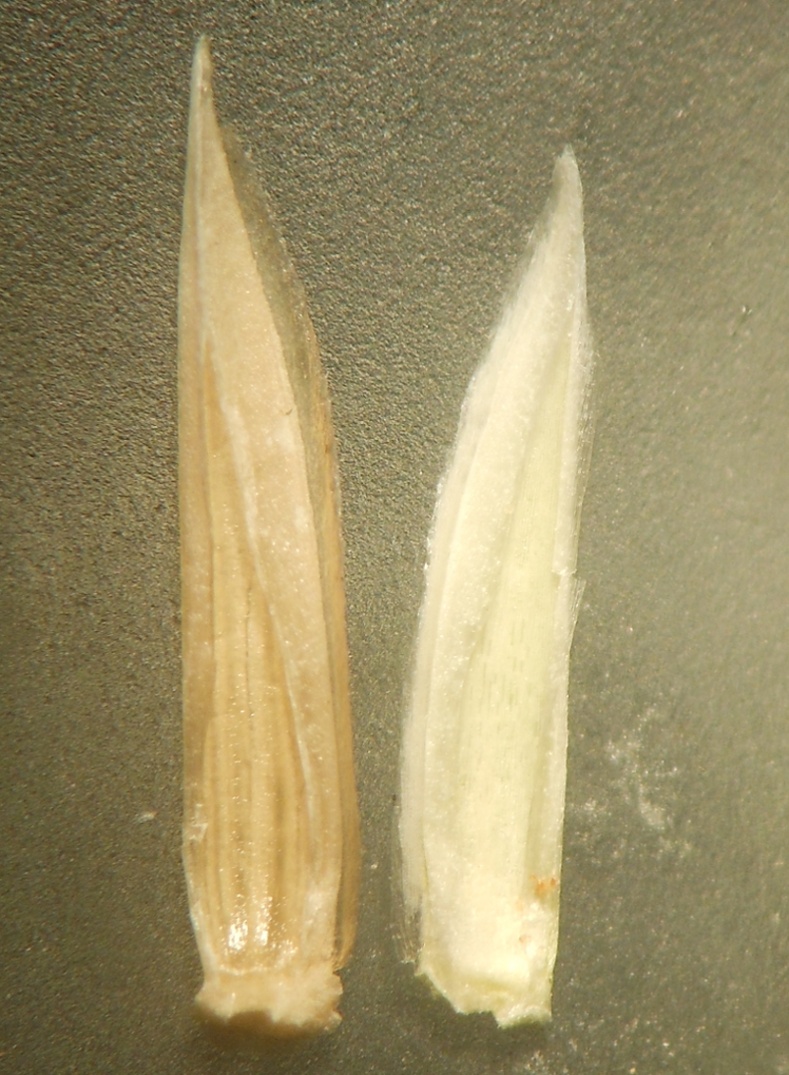 Parapholis filiformis / Logliarella filiforme